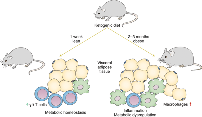 Suivre un régime céto entraîne une diminution des cellules T immunitaires gamma delta et une augmentation du nombre de macrophages dans le tissu adipeux.