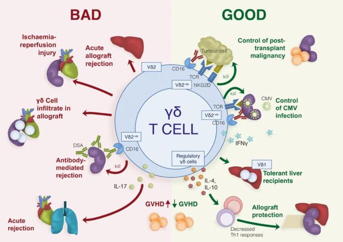 rôles positifs et négatifs des cellules T immunitaires γδ